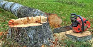Best Tree Disease Treatment  in Woodbine, NJ