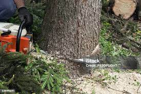 Best Tree Mulching  in Woodbine, NJ